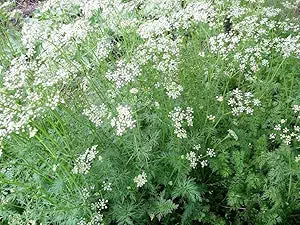 heirloom-non-gmo-cumin-seeds-cuminum-cyminum

