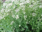 heirloom-non-gmo-cumin-seeds-cuminum-cyminum

