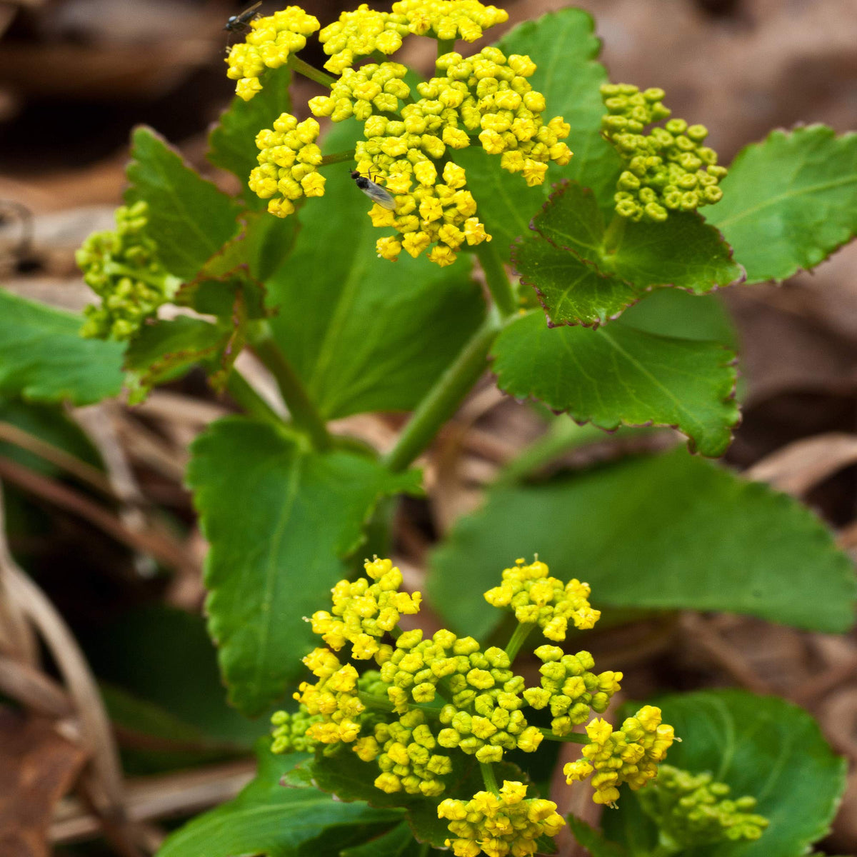 Zizia aurea Golden Alexander flower seeds for planting