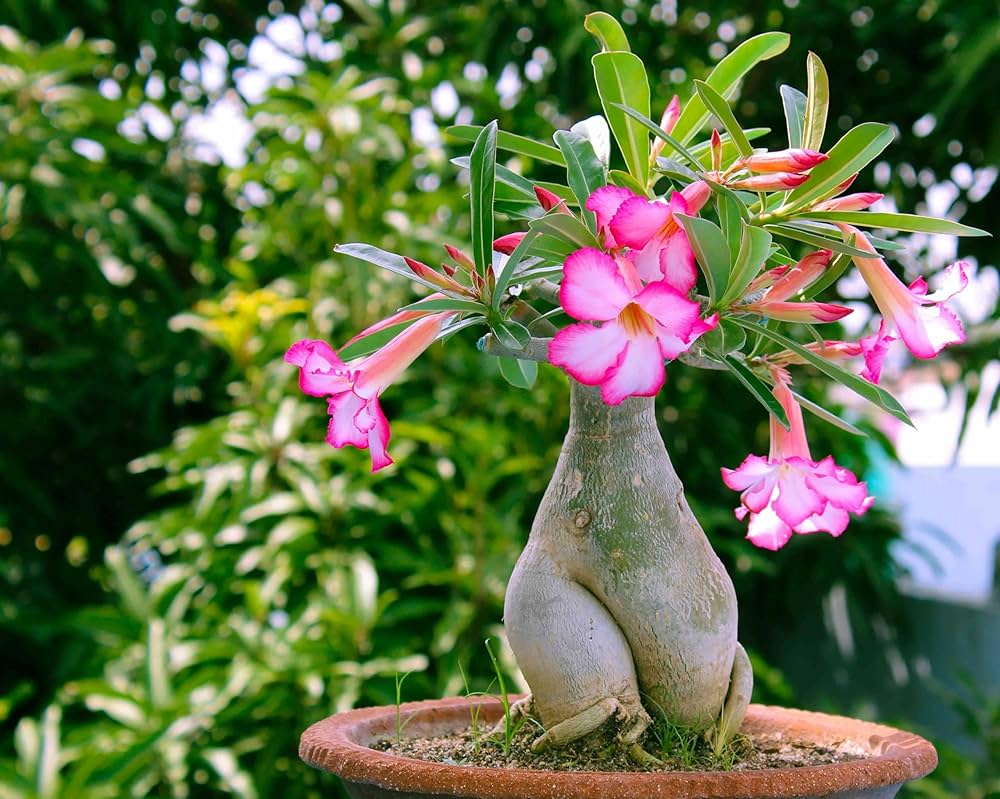 Adenium Obsum Desert Rose Triple Viola Intense seeds