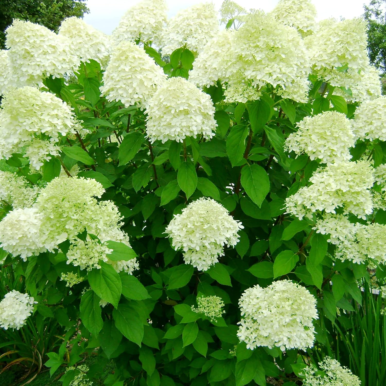 Hydrangea Paniculata Seeds