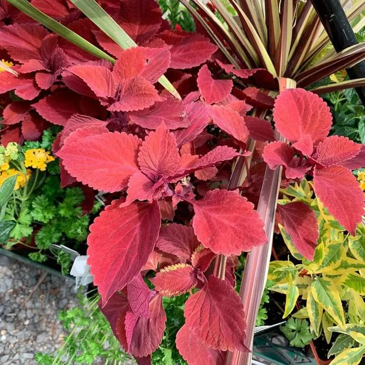 Pink Coleus Plant Seeds for Planting - Heirloom and Non-GMO Garden Seeds Dhara Seeds