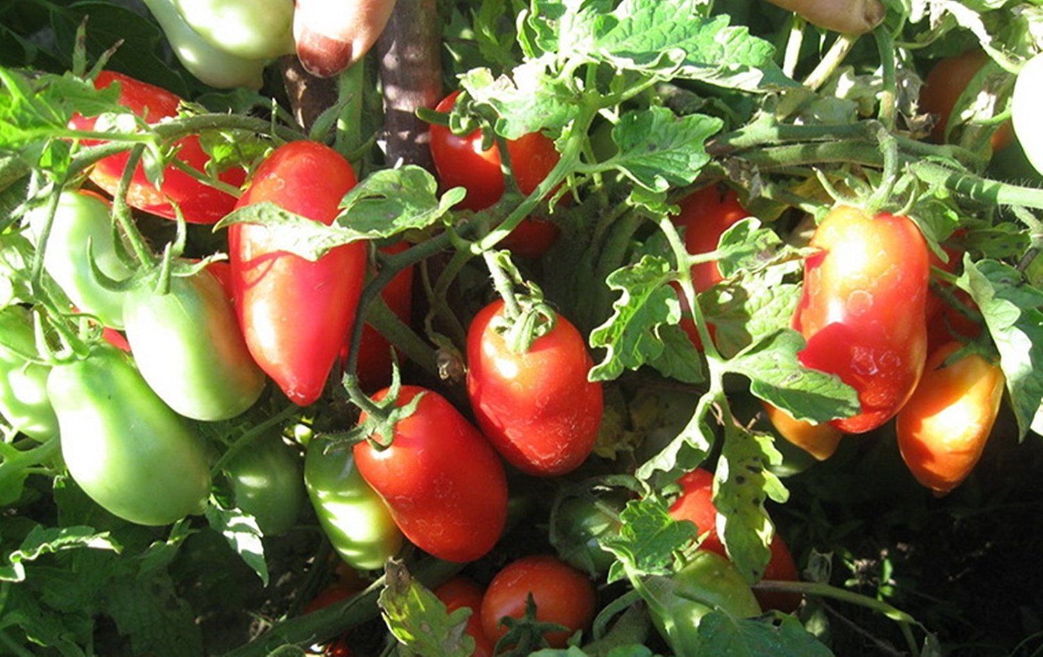 Tomato Medok Solanum lycopersicum vegetable seeds for planting in home garden