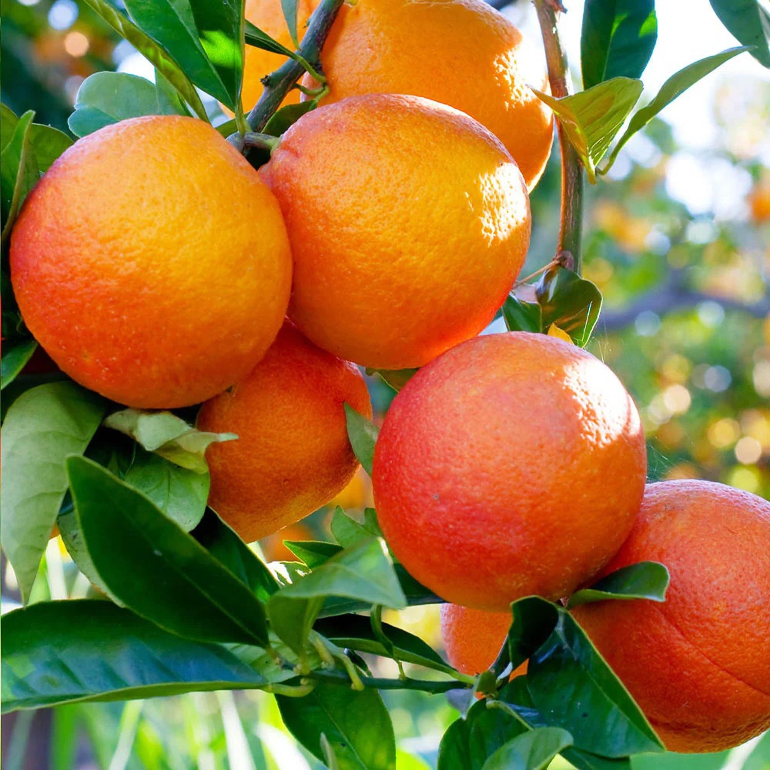 Red Orange Moro Orange Seeds