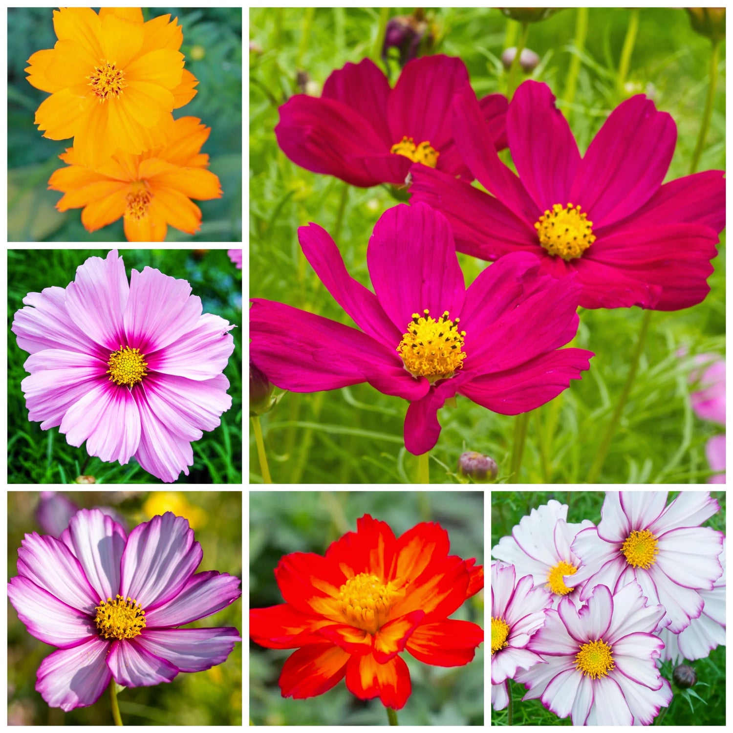 Crazy For Cosmos - Cosmos Flower Seed Mix