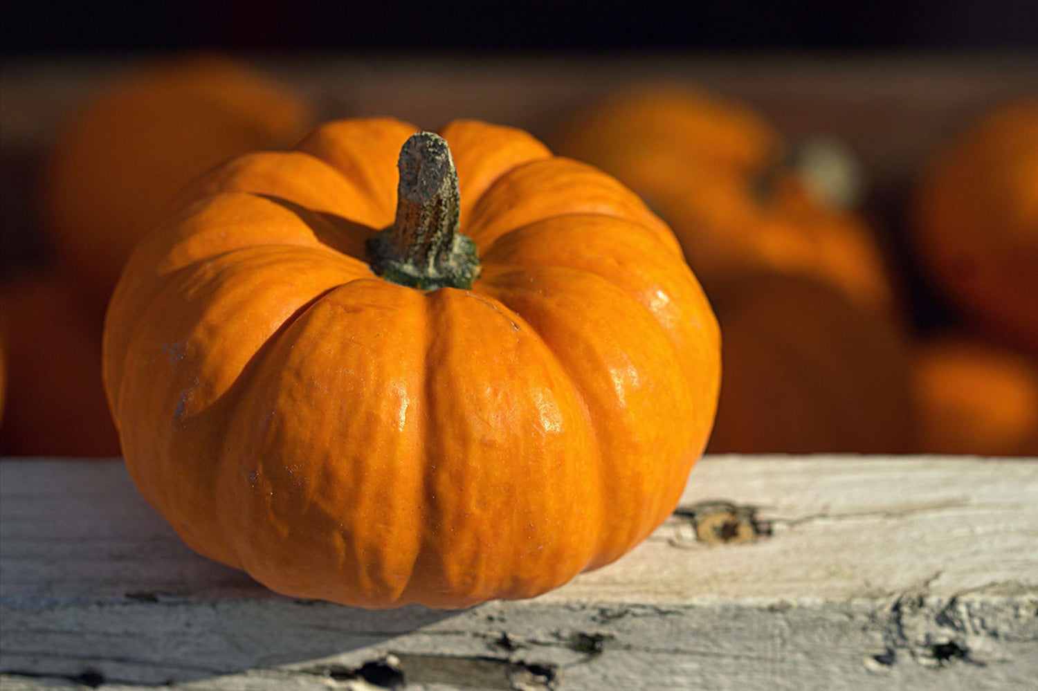 Jack Be Little Pumpkin Seeds Non-GMO 2017 Garden Plant Seeds