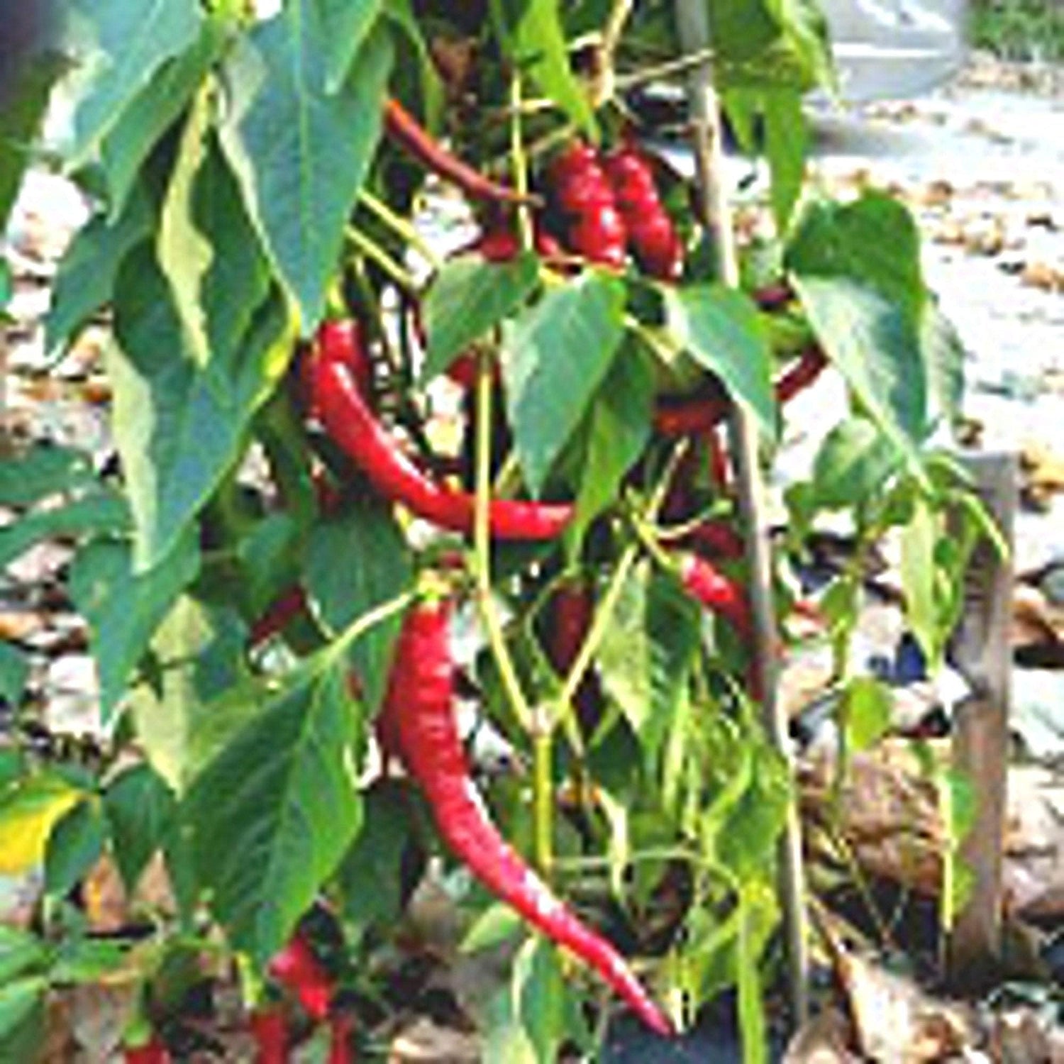 Pepper Capsicum Annuum Aci Sivri Hot Vegetable Seeds for Planting – Ideal for Kitchen Garden and Spicy Harvest