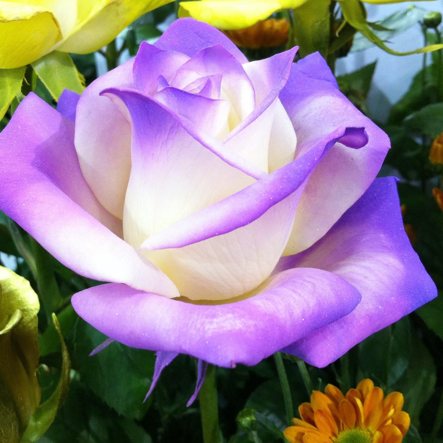 Rose Rosa Hybrida Mixed Bonsai Flower Seeds for Planting – Rare Variety for Indoor Pots and Decorative Displays | 200 Pcs
