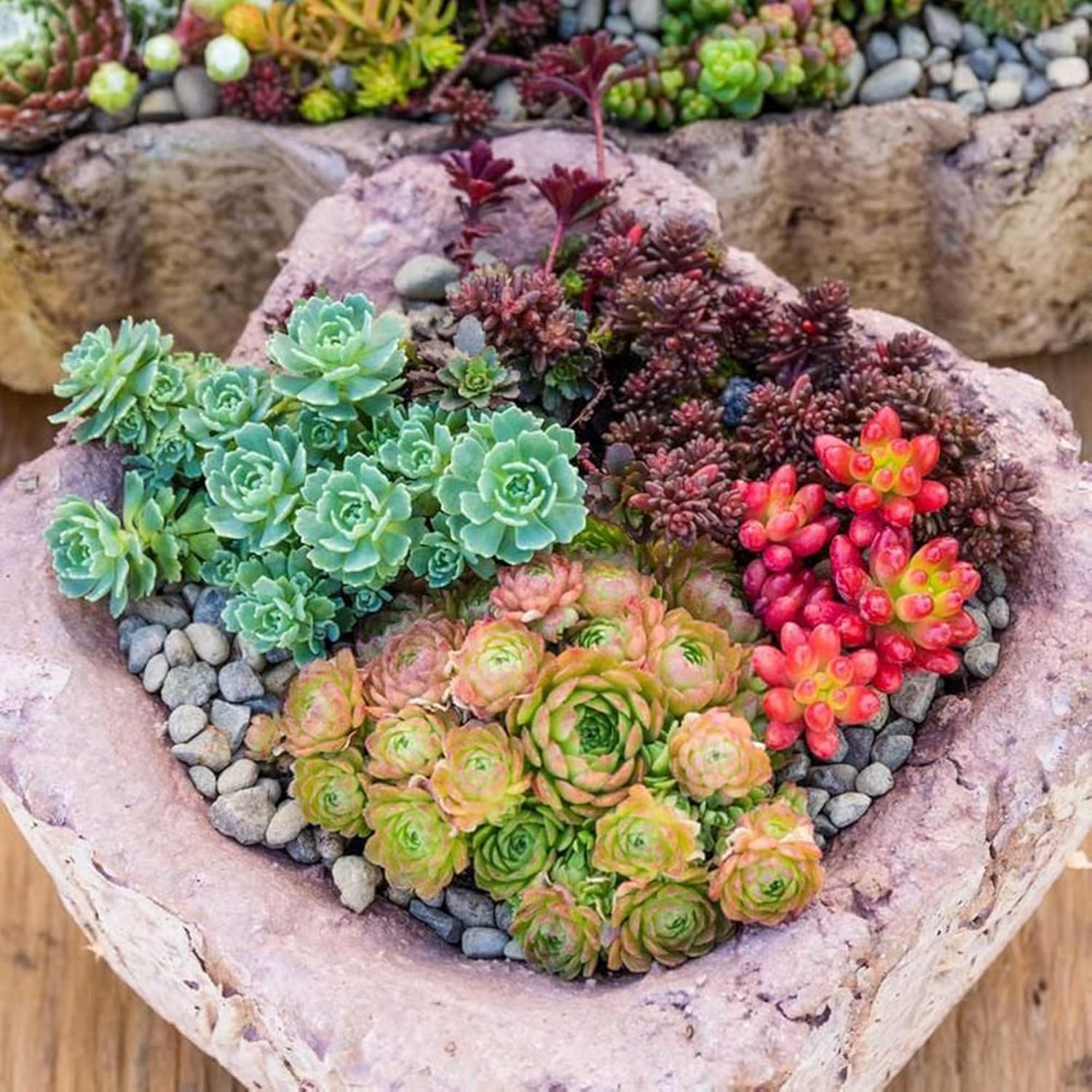 Mixed Sedum Seeds