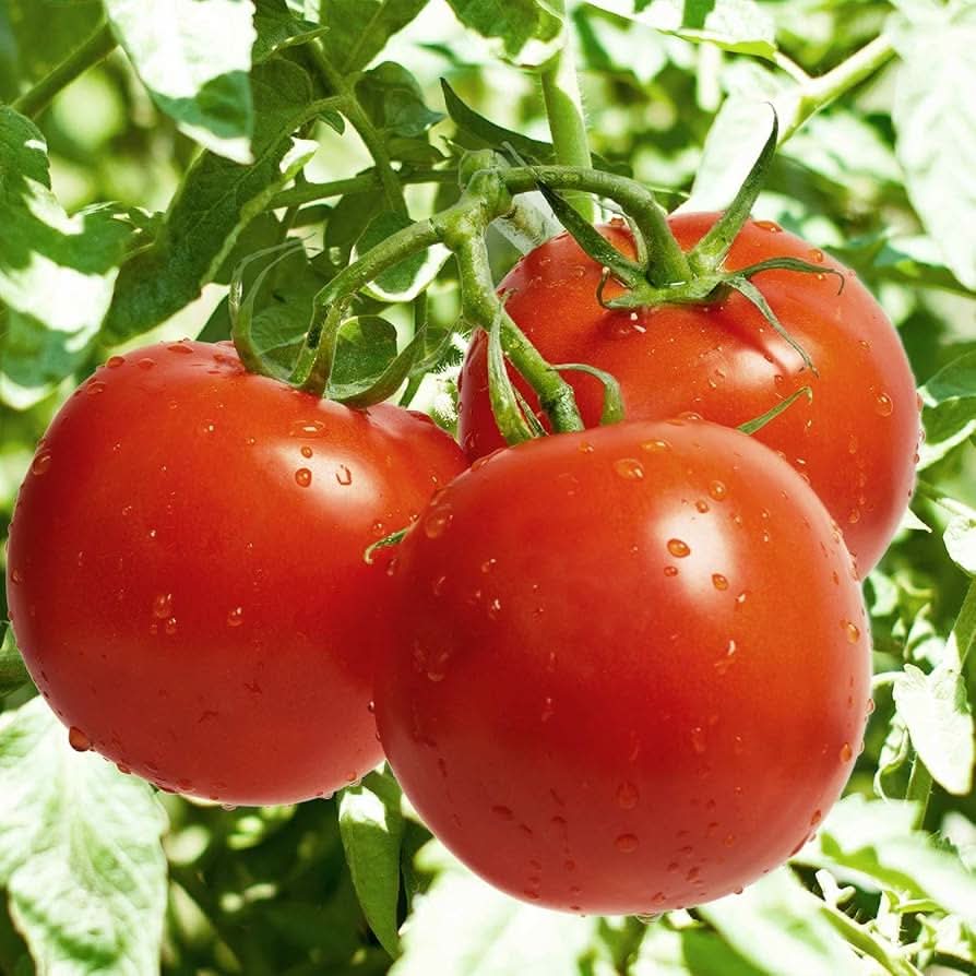 Celebrity - Tomato for planting in home garden