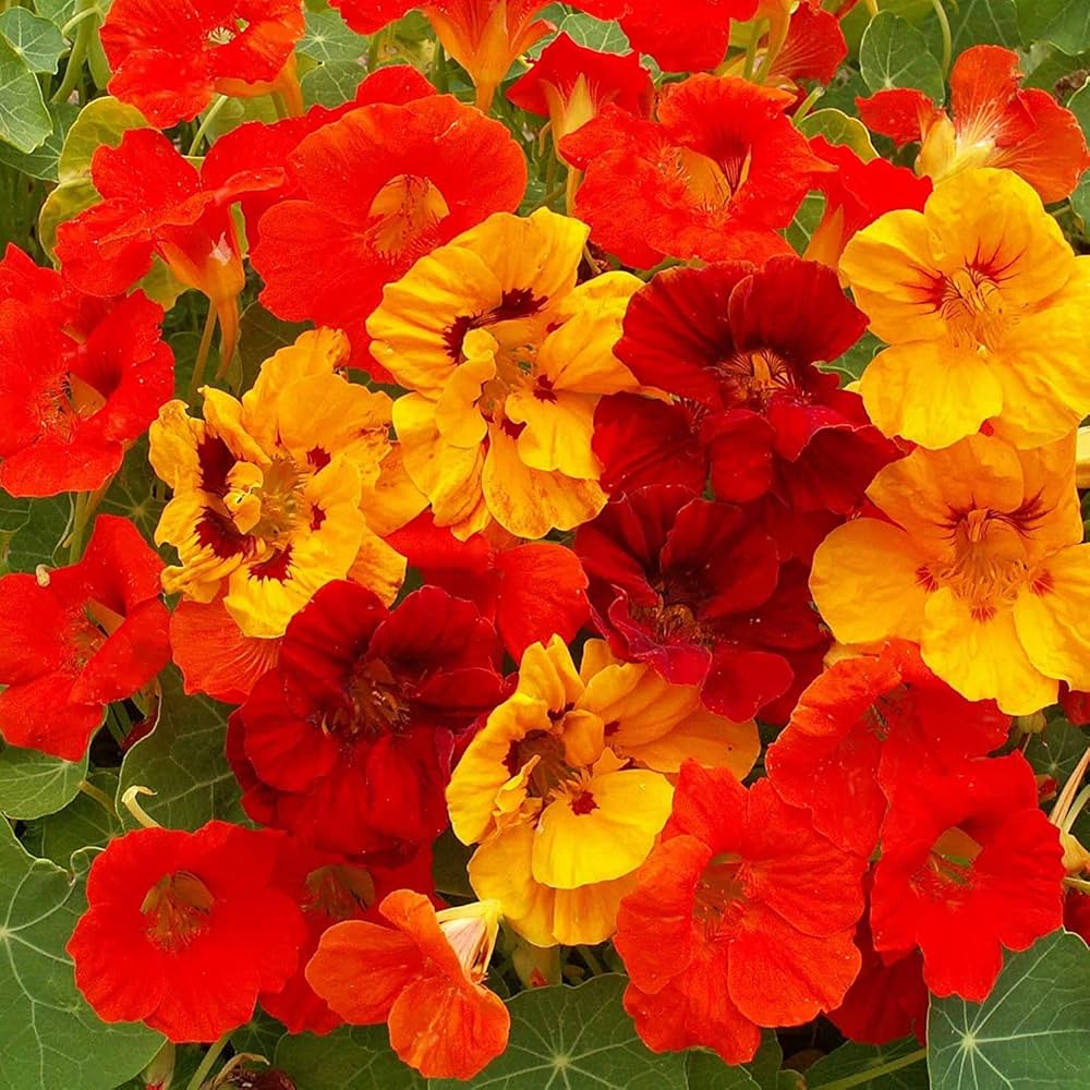 Cream Nasturtium Flower Seeds Seeds for Gardening