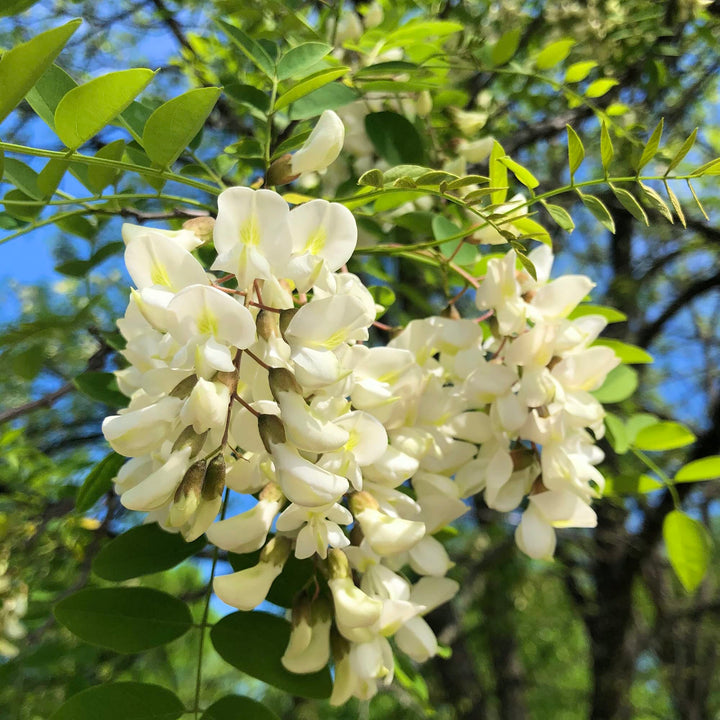 Robinia Flower Seeds for Planting - 100 pcs