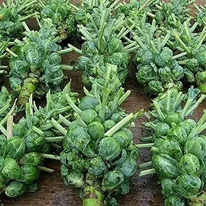 Brussels Sprout Brassica oleracea Catskill vegetable seeds for planting in kitchen garden beds