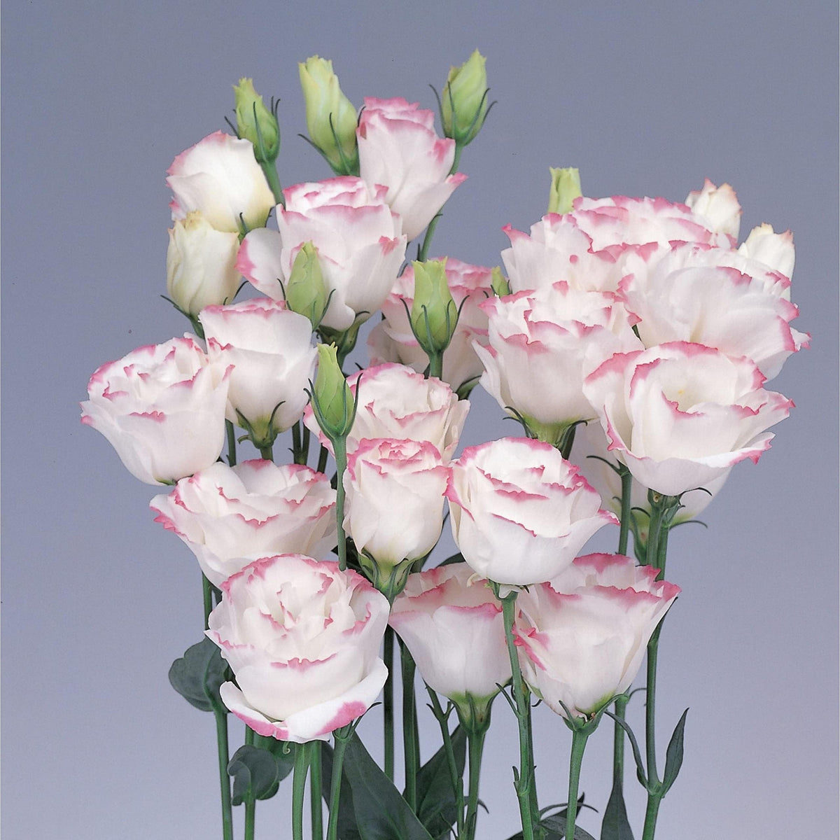 Lisianthus Eustoma Grandiflorum Pink Picotee Flower Seeds for Planting – Suitable for Elegant Garden Borders and Containers