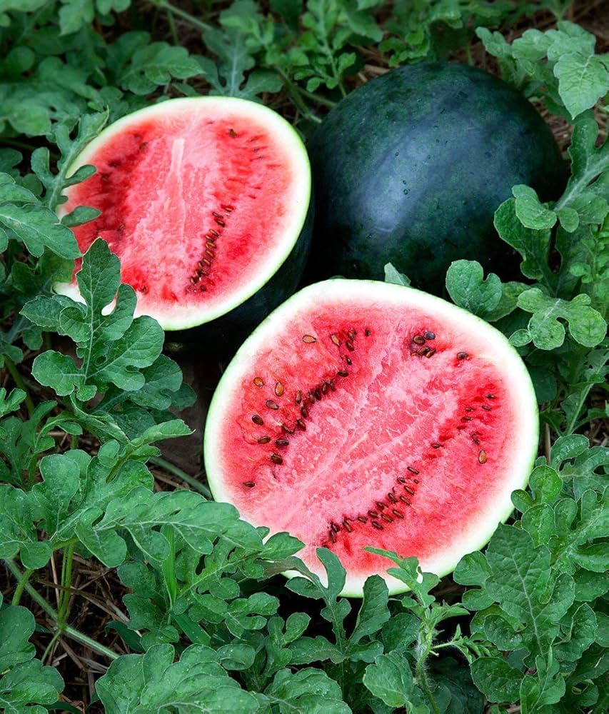 Sugar Baby Anguria Seeds for Sweet, Small Watermelons in Your Garden