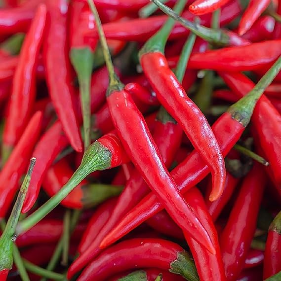 Pepper Capsicum annuum Cutlass Cayenne vegetable seeds for planting in kitchen garden or backyard beds