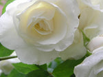 White rose seeds for planting – perennial flowering plant seeds with pure white petals, suitable for gardens, landscapes, and container gardening