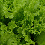 Slobolt lettuce salad greens vegetable seeds