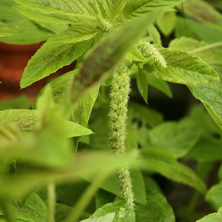 Violet Jamaican Chttps://www.amazon.com/Jamaican-CALLALOO-Amaranth-Organic-Heirloom/dp/B073P78VJ6allaloo Seeds for Planting heirloom & Non-GMO Seeds