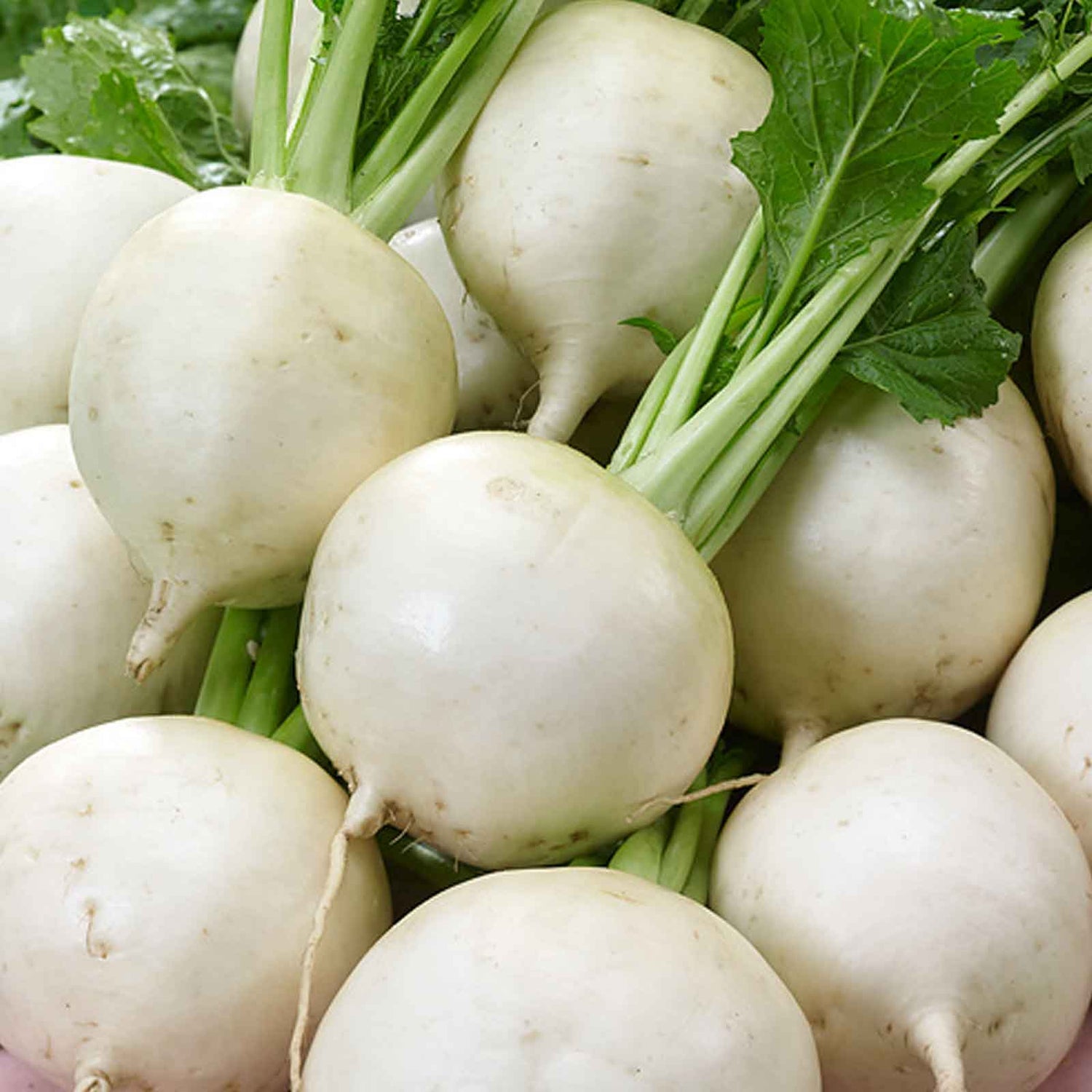 White Lady Hybrid Turnip Seeds | Pure-White Sweet Mild Turnips – Heirloom, Non-GMO, High Germination Organic Garden Seeds