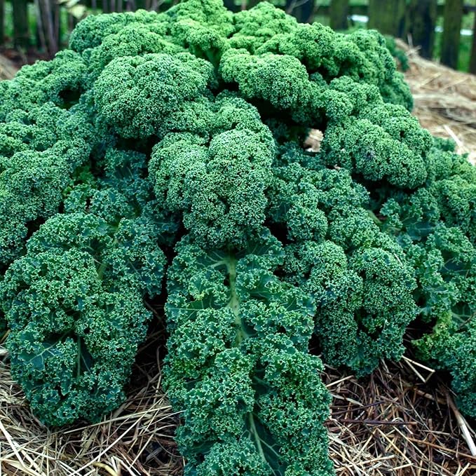 Kale Brassica Oleracea Blue Scotch Leafy Vegetable Seeds for Planting – Heirloom Green for Kitchen Garden and Raised Beds