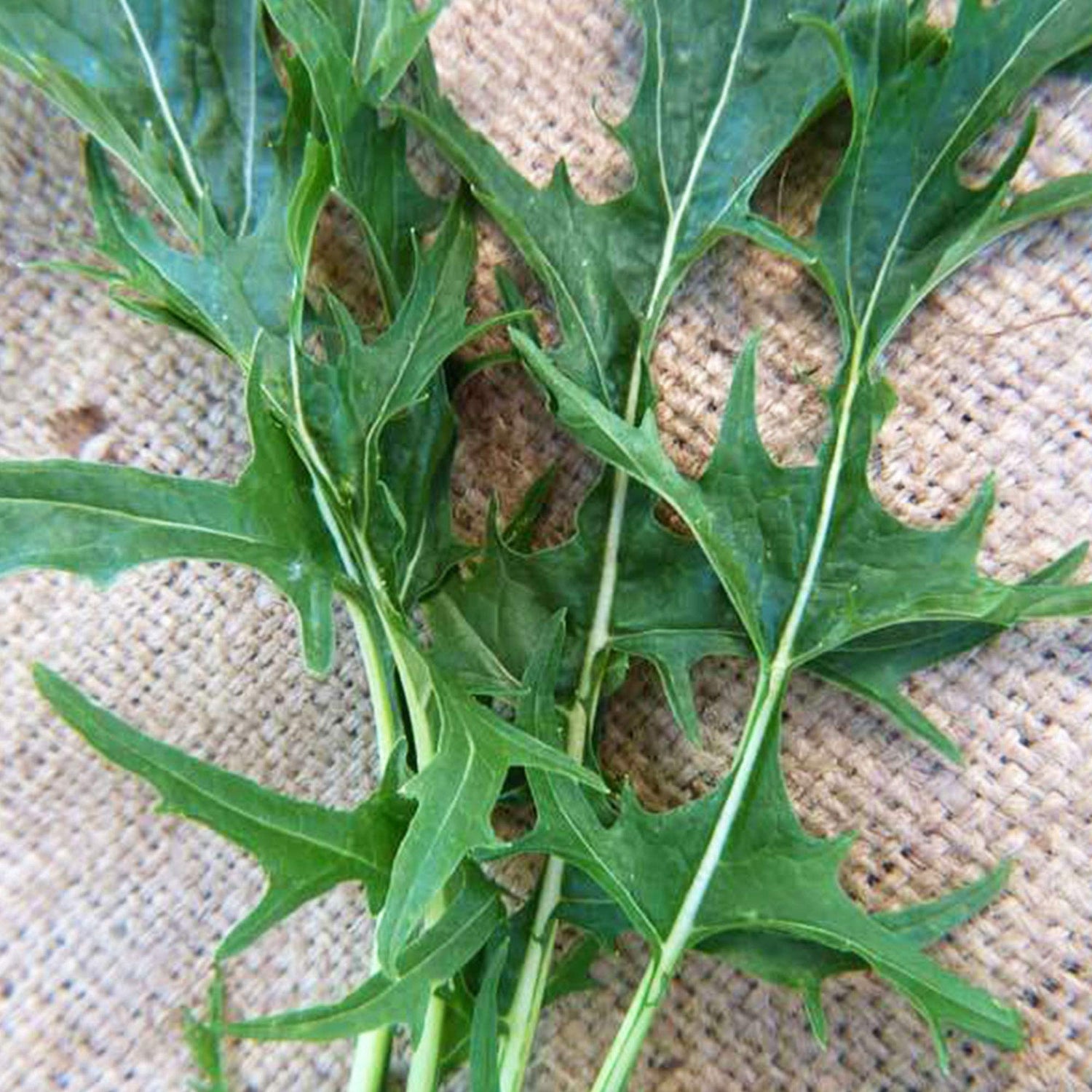 Mustard Brassica Rapa Mizuna Leafy Vegetable Seeds for Planting – Fast-Growing Greens for Stir-Fry and Raised Beds