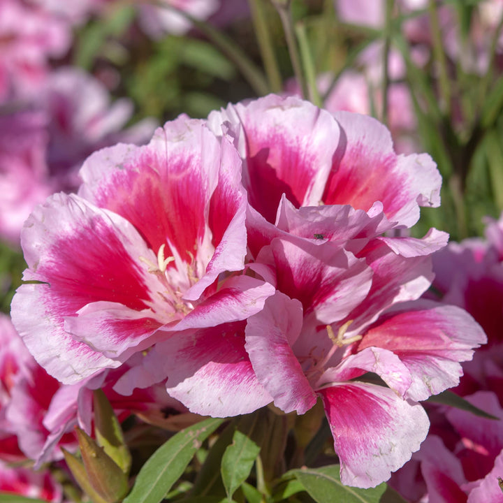 Pink Godetia Flower Seeds for Planting - 100 pcs