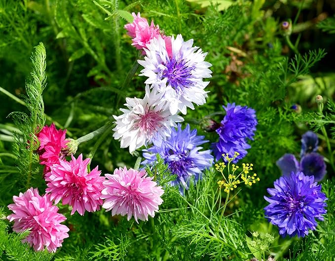 Centaurea Flower Centaurea cyanus Seeds for Planting in Flower Bed & Garden