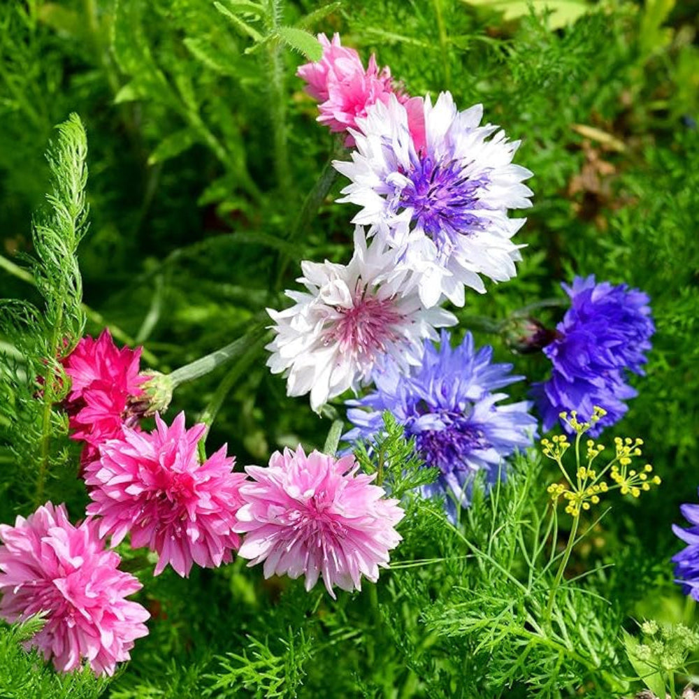 Centaurea Cyanus Romantic Seeds for Planting flower bed garden