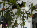 Dark grey Epiphyllum Oxypetalum night-blooming seeds