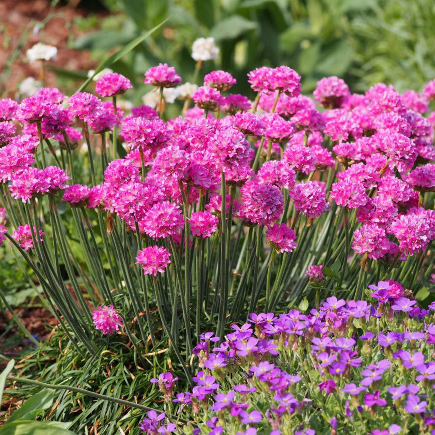 Armeria Maritima Seeds Morning Star Deep Rose