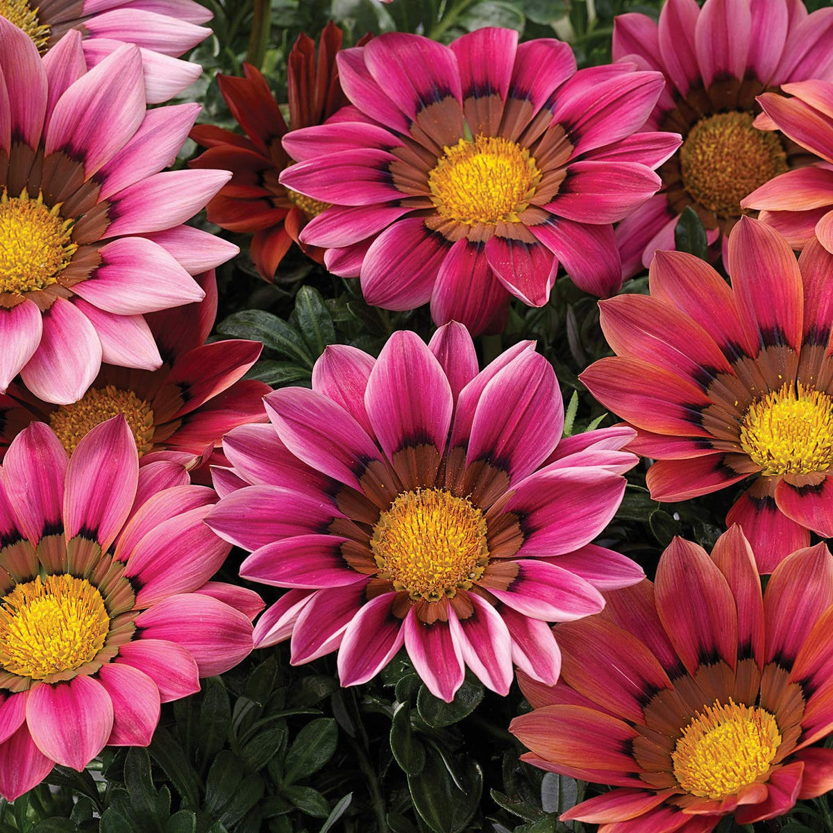 Gazania Kiss Rose – Gazania rigens – for planting in containers