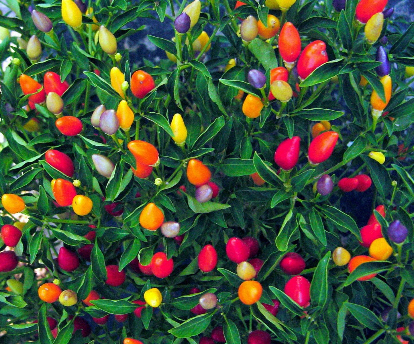 Ornamental Hot Pepper Seeds for Colorful Vegetable Gardens