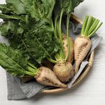 Sugar Beet (Beta vulgaris) for planting in vegetable patch