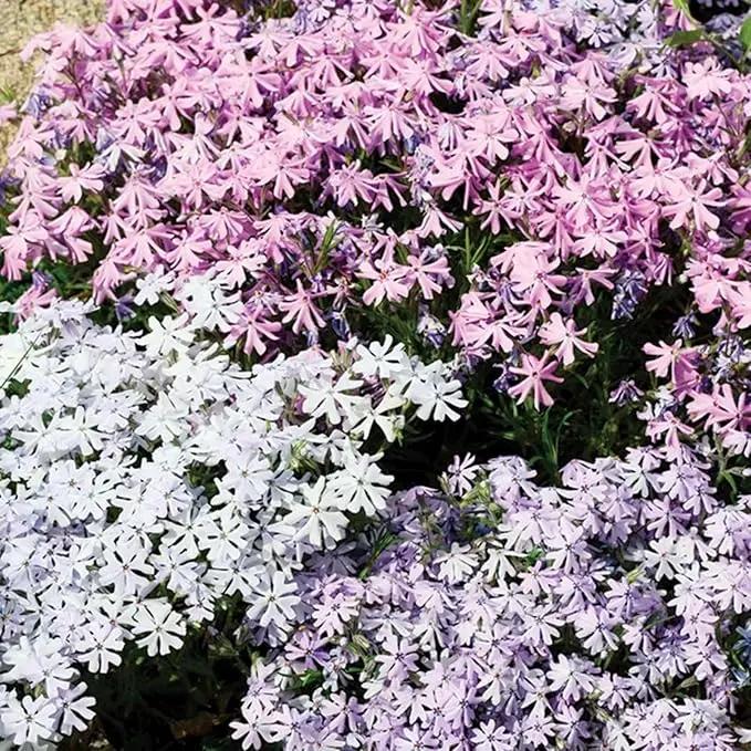 Organic Mix Creeping Phlox Flower Seeds for Planting – Heirloom, Non-GMO Dhara Seeds