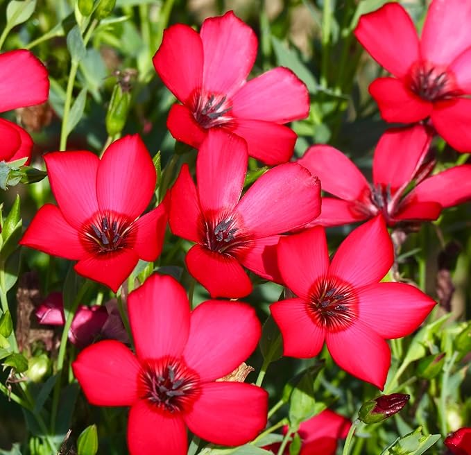Flax Linum Grandiflorum Scarlet Flower Seeds for Planting