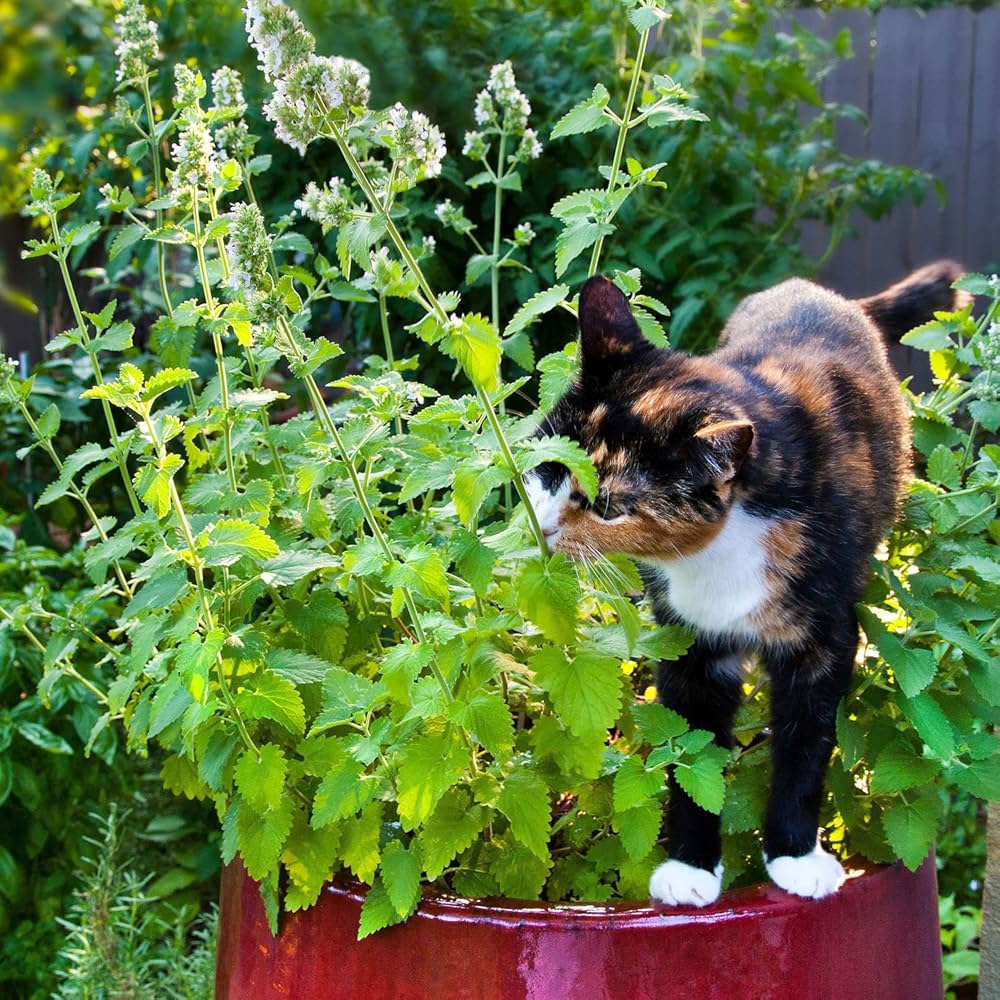 Green Catnip Plant Seeds for Planting-Pet-Friendly and Aromatic Gardens – Fresh Herb for Your Garden