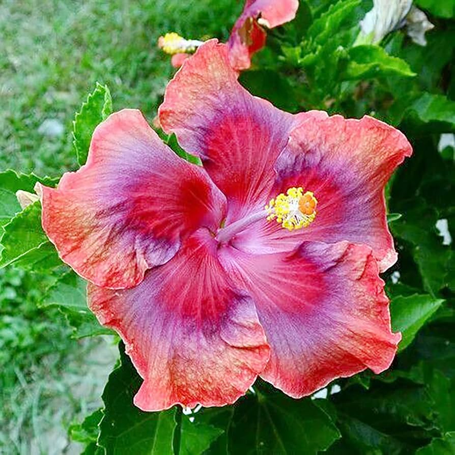 rosa sinensis seeds Hibiscus Seeds