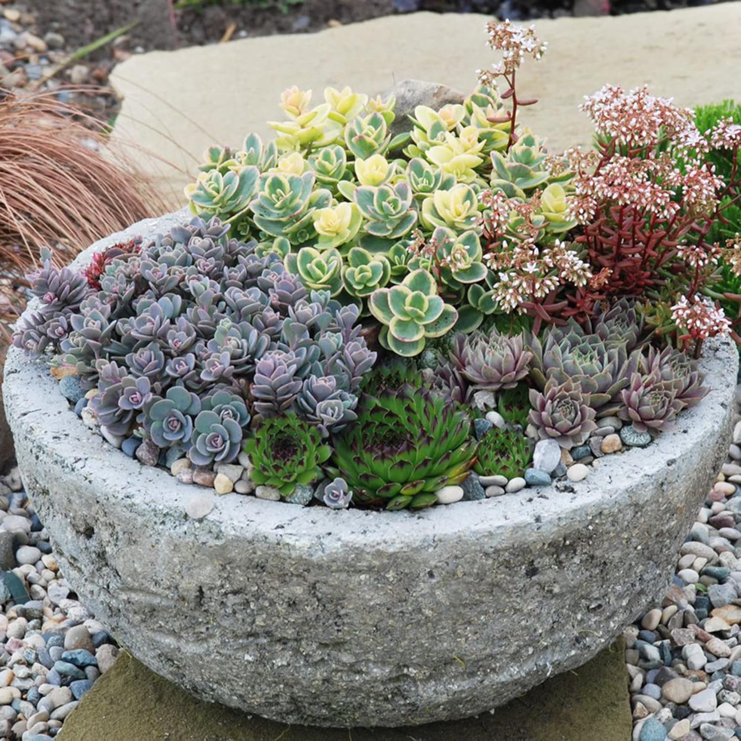 Mixed Sedum Seeds