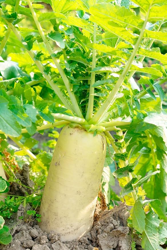 Radish Raphanus Sativus Giant White Mino Early Vegetable Seeds for Planting – Japanese Radish for Backyard and Culinary Use