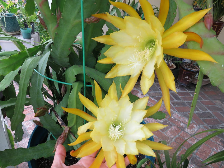 Epiphyllum Orchid Seeds for Planting, NON GMO Seeds