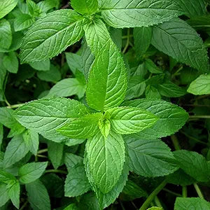 Peppermint Mentha piperita Plant Seeds for Planting in Herb Garden