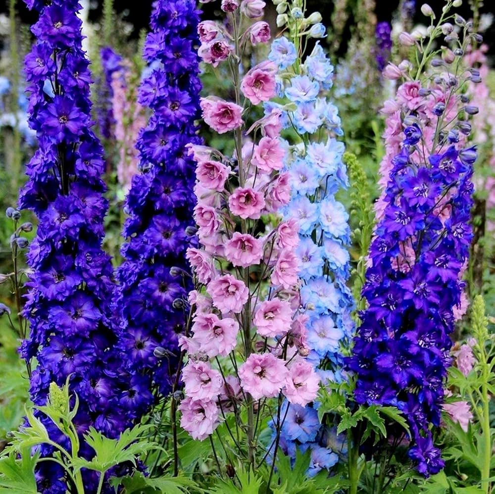 Delphinium LILAC BLUE SWIRL Larkspur Flower Spikes Cut Flowers Seeds – Heirloom, Non-GMO, High Germination Organic Garden Seeds