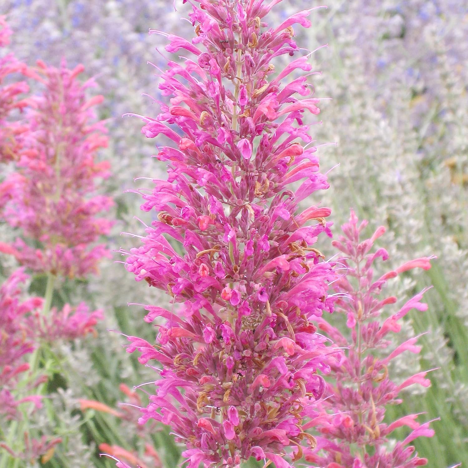 Hummingbird Mint Seeds