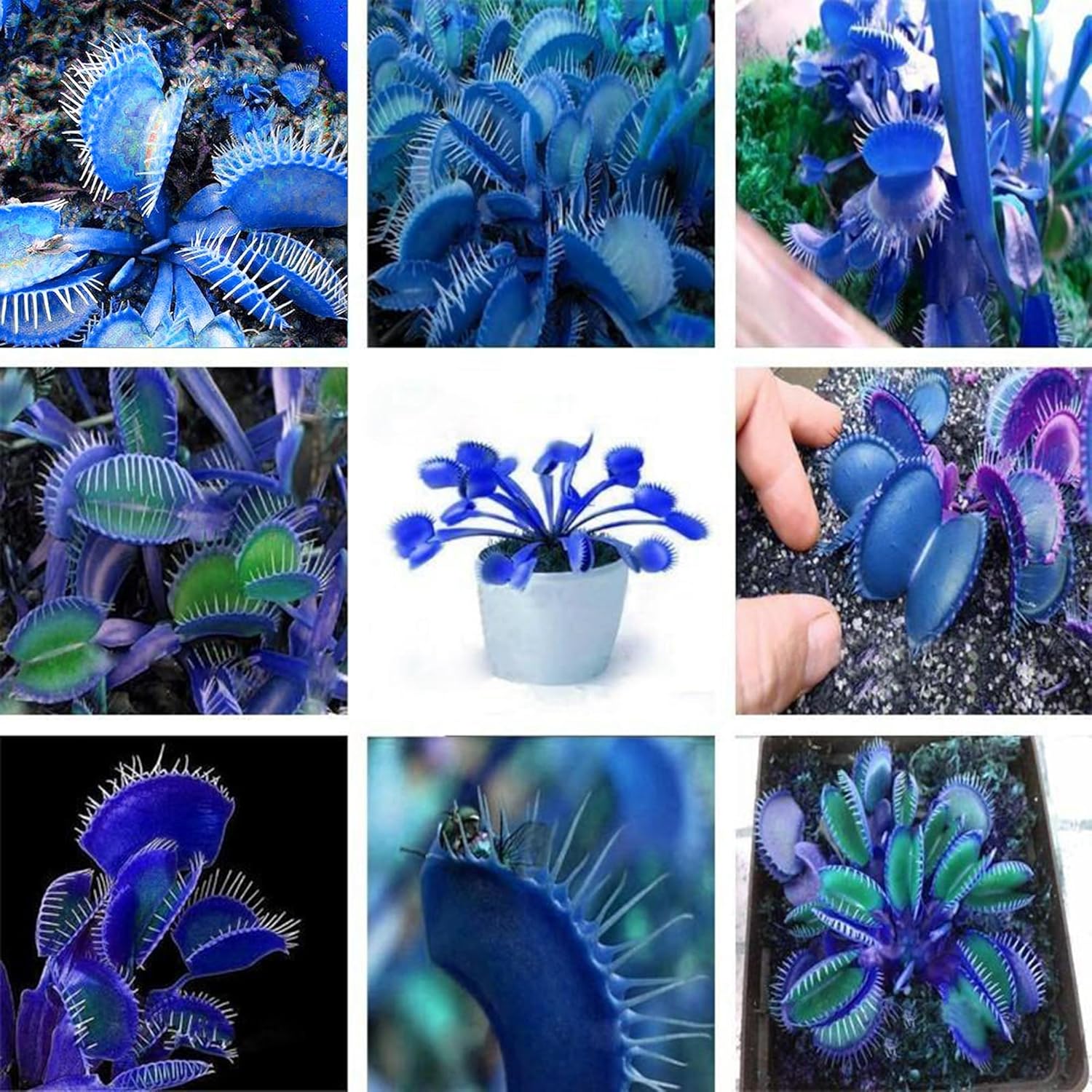 Blue Venus Flytrap Seeds