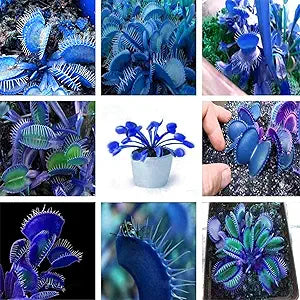 Dionaea Muscipula Giant Clip Venus Flytrap seeds