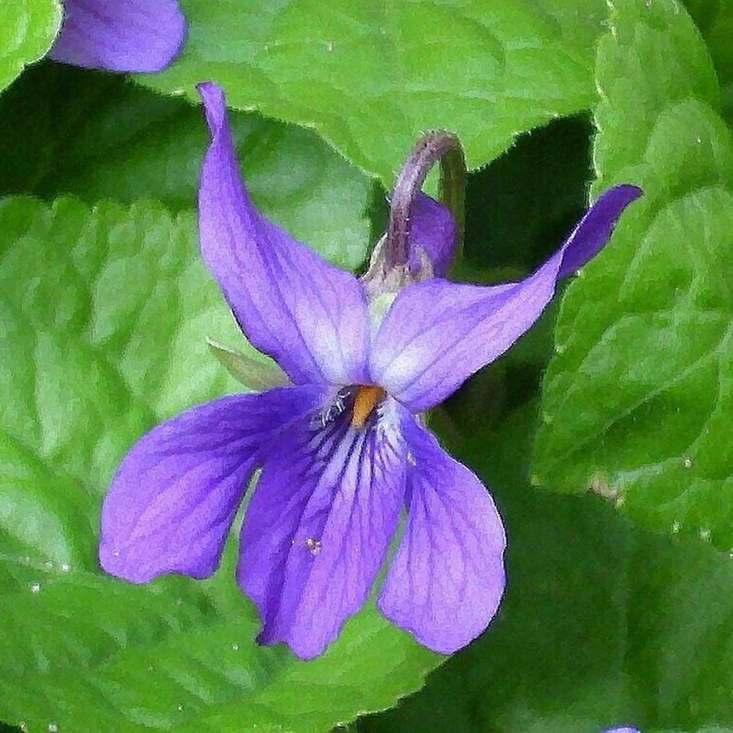 Viola Odorata Queen Charlotte Seeds