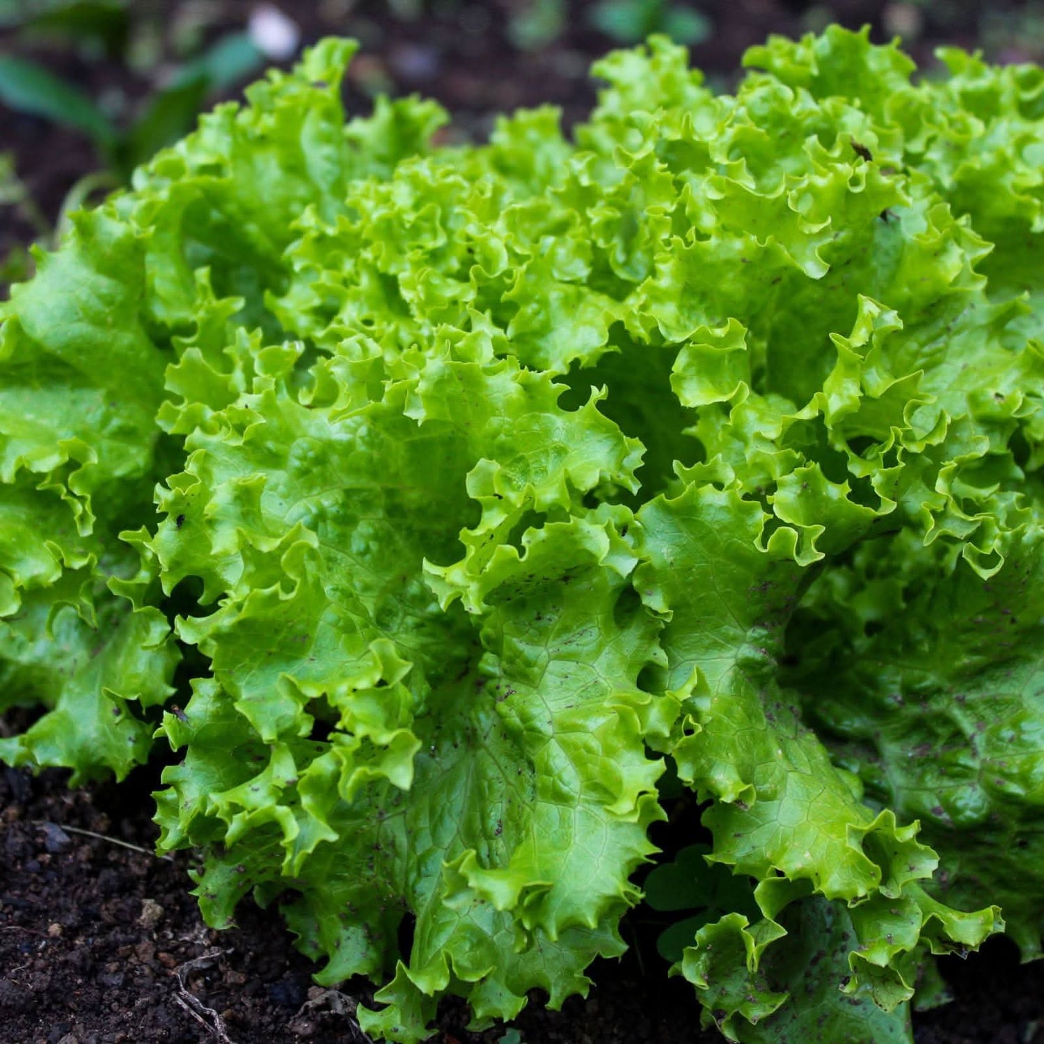 Merlot Lettuce Deep Red Heirloom Vegetable Seeds