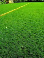 Evergreen turf lawn grass seeds for golf fields