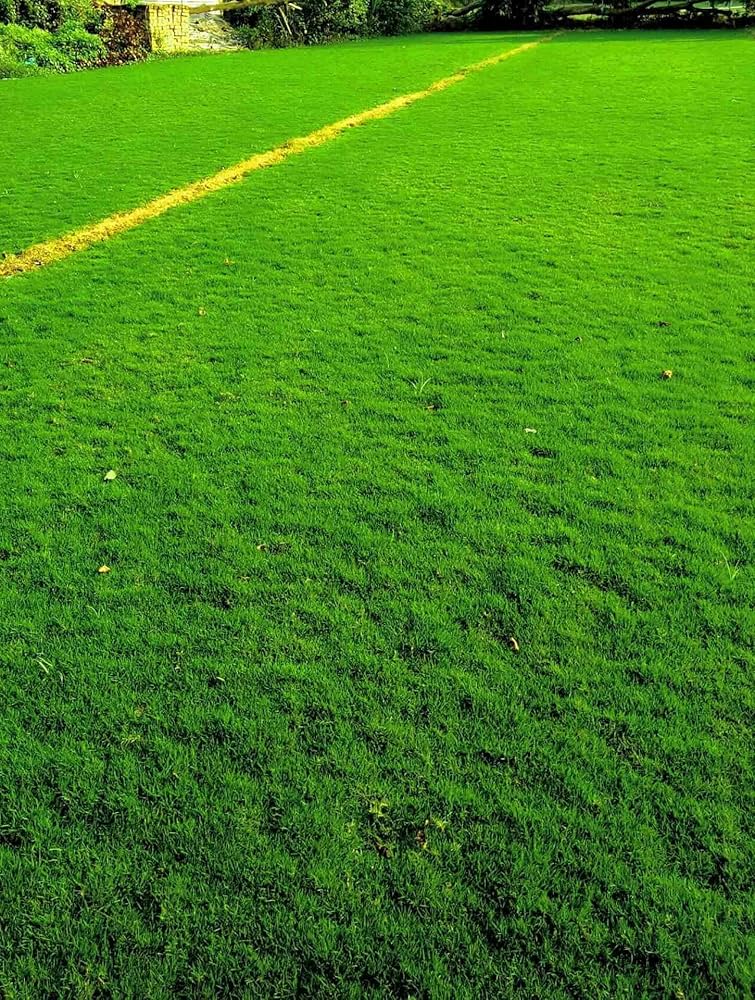 Evergreen turf lawn grass seeds for golf fields